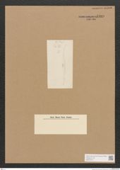 Diatomeae indet. Zeichnungen Sammlung Grunow Nr. 4409 (NHMW-BOT-W0372573)